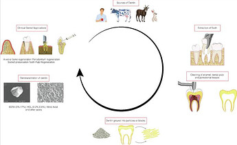 dentin-how-made