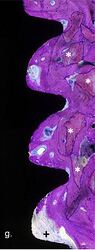 histology